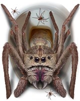WC-Bril Decoratie Halloween Spin - 30x40cm