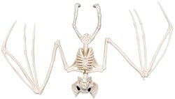Decoratie Halloween Skelet Vleermuis (30cm)