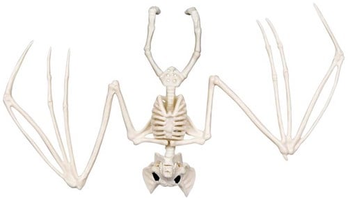 Decoratie Halloween Skelet Vleermuis (30cm)