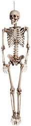 Skelet Deco 160cm