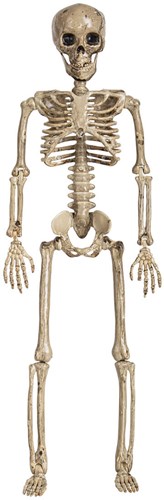 Skelet Halloween Beweegbaar - 65cm
