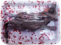 Rat met Bloed op een schaaltje Halloween