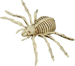 Spinnenskelet Halloween Decoratie (12 bij 25cm)