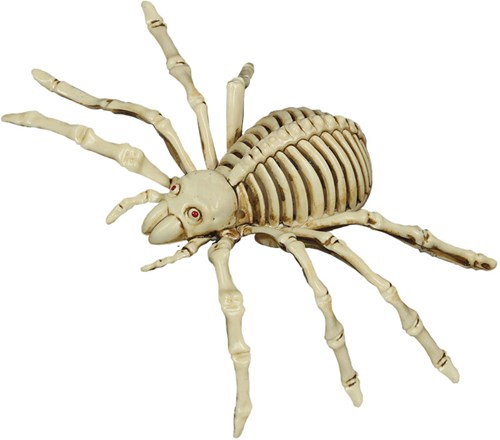 Spinnenskelet Halloween Decoratie (12 bij 25cm)