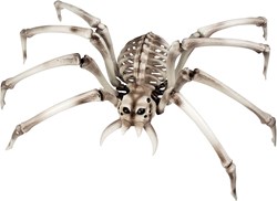 Grote Spinnenskelet Halloweendeco (48x82cm)